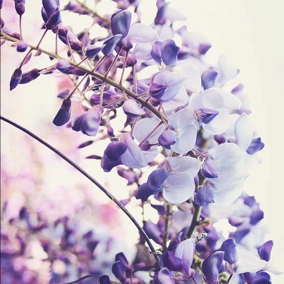 Meet your Posher, Luna - Picture 1 of 1